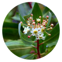 Catuaba bark extract ingredient in VigRX Plus supplement