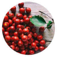 Hawthorn berry extract in VigRX Plus daily male supplement