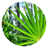 Saw Palmetto berry extract in VigRX Plus pills